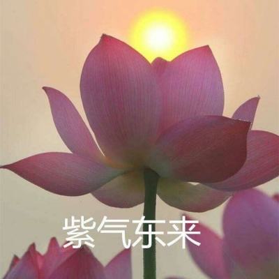 九天仙梦51wan版下载